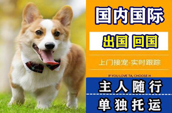 四川省宠物托运公司四川省宠物托运公司四川省宠物托运公司